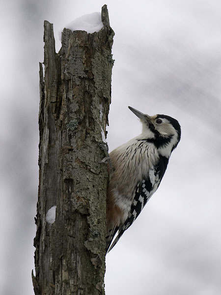 Valkoselkätikka, White-backed Woodpecker, Dendrocopos leucotos