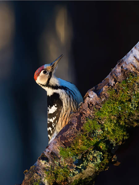 Valkoselkätikka, White-backed Woodpecker, Dendrocopos leucotos