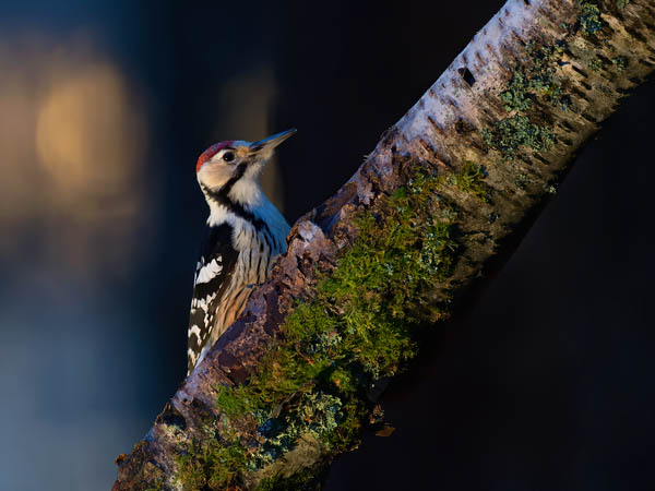 Valkoselkätikka, White-backed Woodpecker, Dendrocopos leucotos