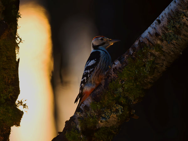 Valkoselkätikka, White-backed Woodpecker, Dendrocopos leucotos