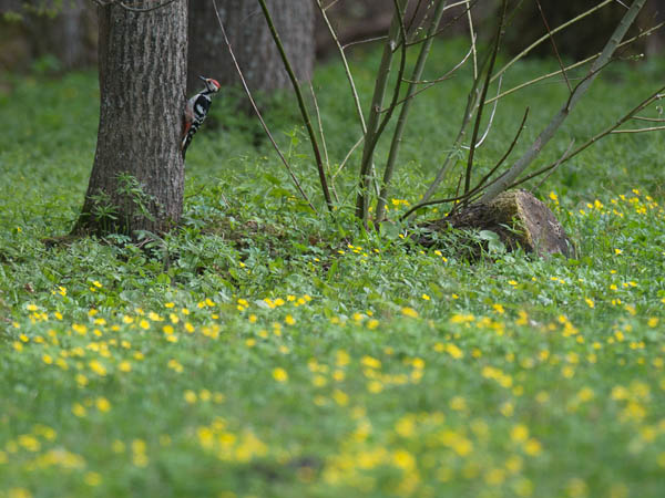 Valkoselkätikka, White-backed Woodpecker, Dendrocopos leucotos