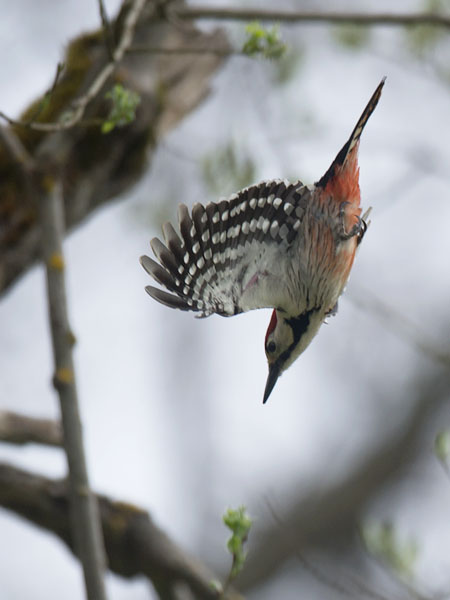 Valkoselkätikka, White-backed Woodpecker, Dendrocopos leucotos