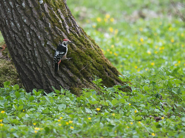 Valkoselkätikka, White-backed Woodpecker, Dendrocopos leucotos