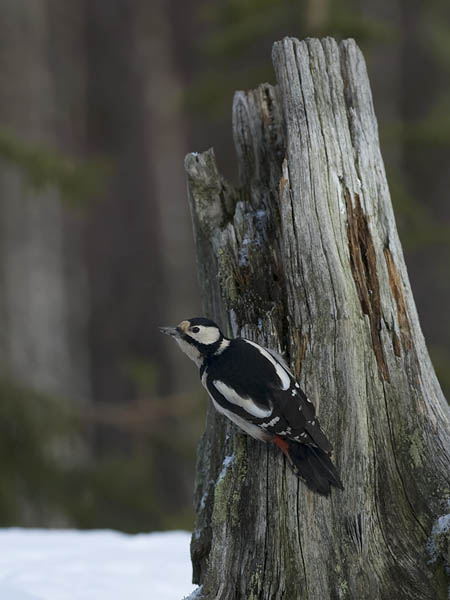 Käpytikka, Great Spotted Woodpecker, Dendrocopos major