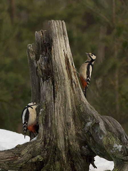 Käpytikka, Great Spotted Woodpecker, Dendrocopos major