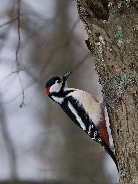 Käpytikka, Great Spotted Woodpecker, Dendrocopos major