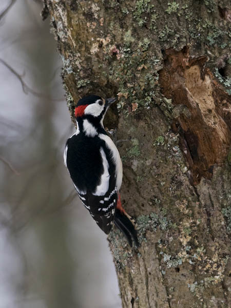 Käpytikka, Great Spotted Woodpecker, Dendrocopos major