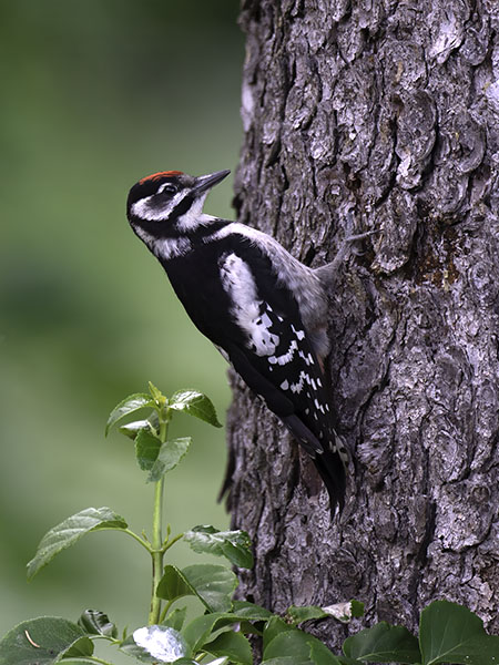 Käpytikka, Great Spotted Woodpecker, Dendrocopos major