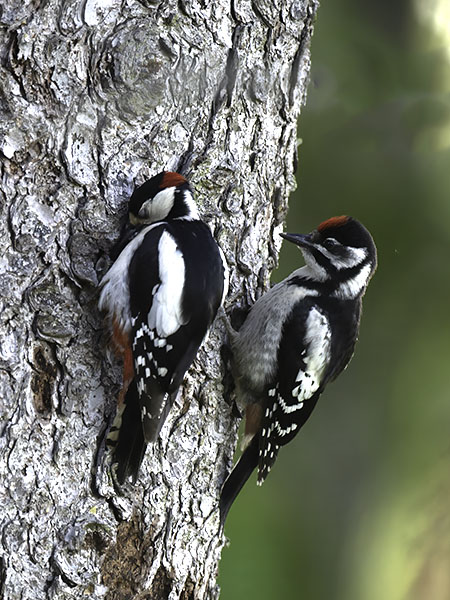 Käpytikka, Great Spotted Woodpecker, Dendrocopos major