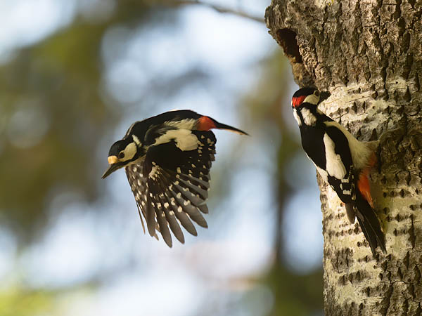 Käpytikka, Great Spotted Woodpecker, Dendrocopos major