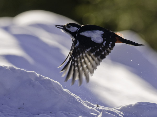 Käpytikka, Great Spotted Woodpecker, Dendrocopos major