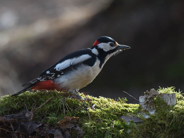 Käpytikka, Great Spotted Woodpecker, Dendrocopos major