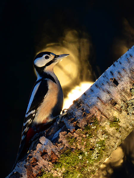 Käpytikka, Great Spotted Woodpecker, Dendrocopos major