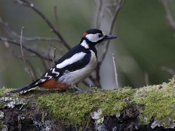 Käpytikka, Great Spotted Woodpecker, Dendrocopos major