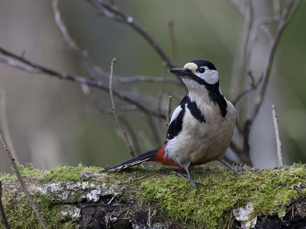 Käpytikka, Great Spotted Woodpecker, Dendrocopos major