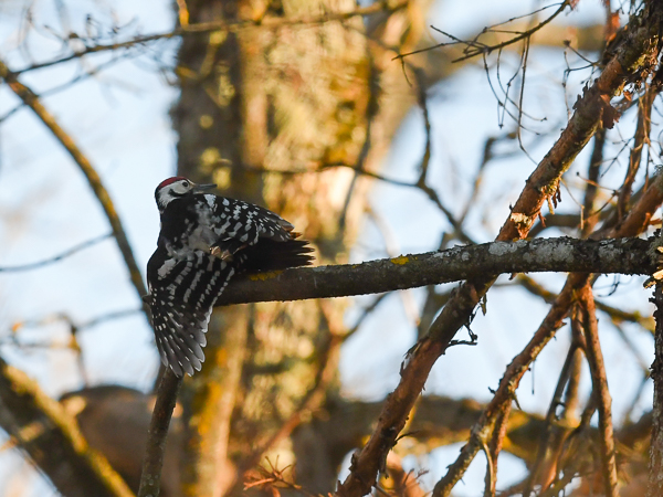 Tammitikka, Middle Spotted Woodpecker, Dendrocopos medius