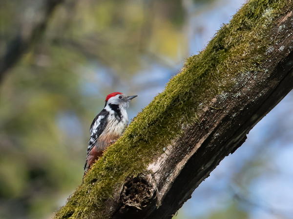 Tammitikka, Middle Spotted Woodpecker, Dendrocopos medius