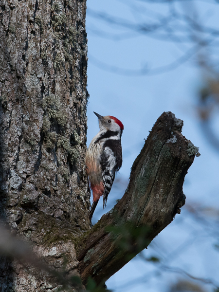 Tammitikka, Middle Spotted Woodpecker, Dendrocopos medius