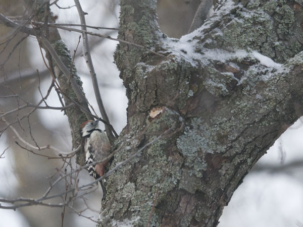 Tammitikka, Middle Spotted Woodpecker, Dendrocopos medius