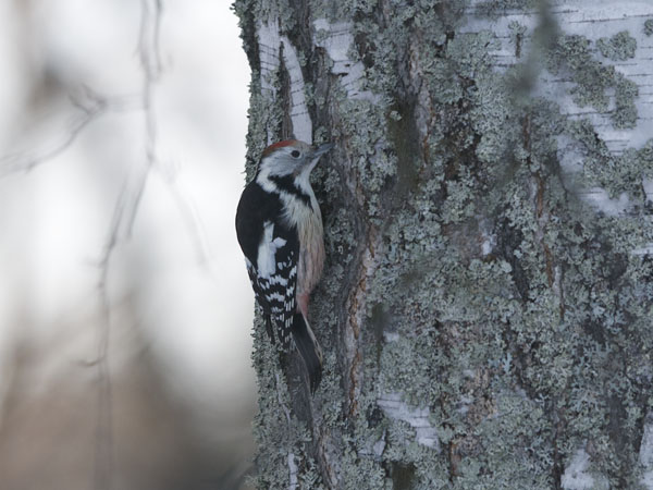 Tammitikka, Middle Spotted Woodpecker, Dendrocopos medius
