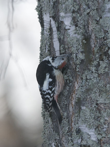 Tammitikka, Middle Spotted Woodpecker, Dendrocopos medius