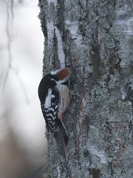 Tammitikka, Middle Spotted Woodpecker, Dendrocopos medius