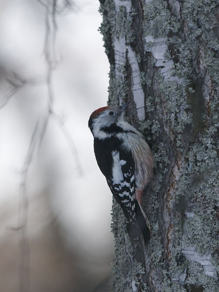 Tammitikka, Middle Spotted Woodpecker, Dendrocopos medius