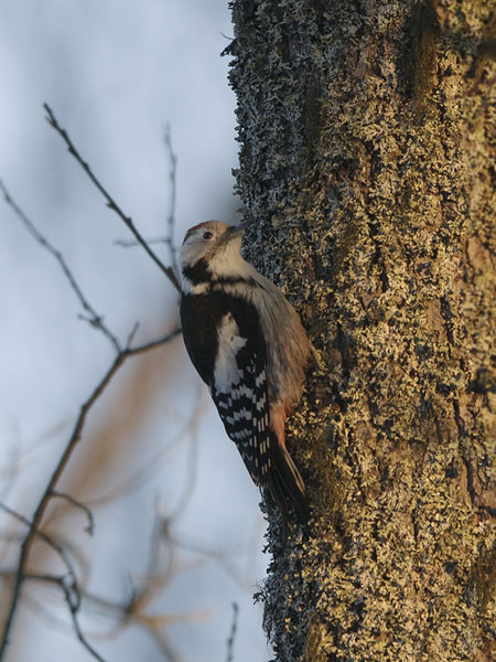Tammitikka, Middle Spotted Woodpecker, Dendrocopos medius