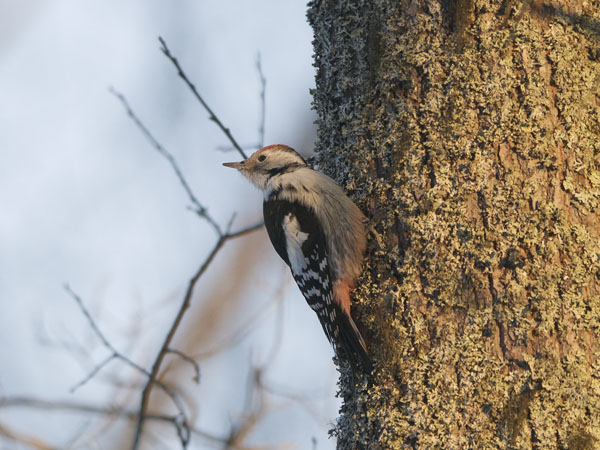 Tammitikka, Middle Spotted Woodpecker, Dendrocopos medius