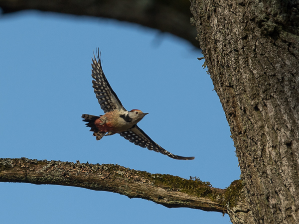 Tammitikka, Middle Spotted Woodpecker, Dendrocopos medius