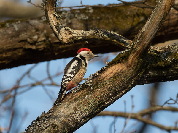 Tammitikka, Middle Spotted Woodpecker, Dendrocopos medius