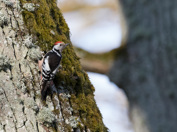Tammitikka, Middle Spotted Woodpecker, Dendrocopos medius