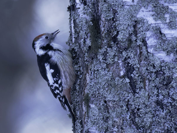 Tammitikka, Middle Spotted Woodpecker, Dendrocopos medius