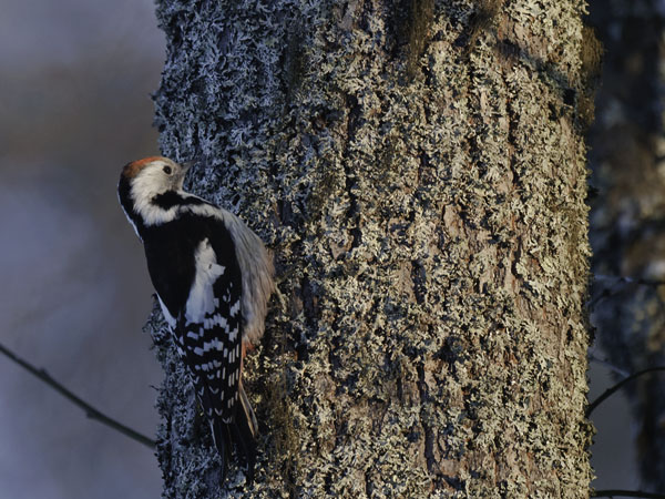 Tammitikka, Middle Spotted Woodpecker, Dendrocopos medius