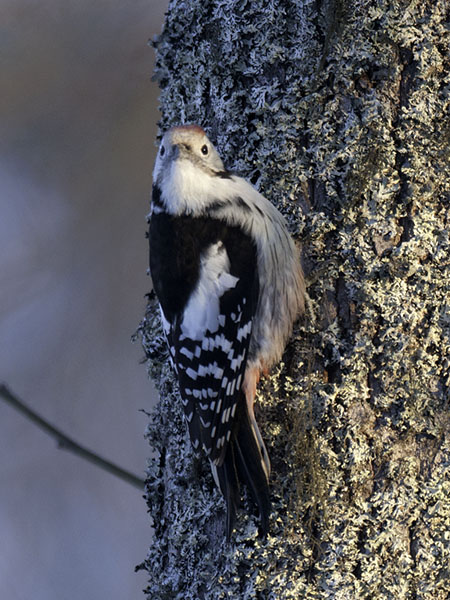 Tammitikka, Middle Spotted Woodpecker, Dendrocopos medius