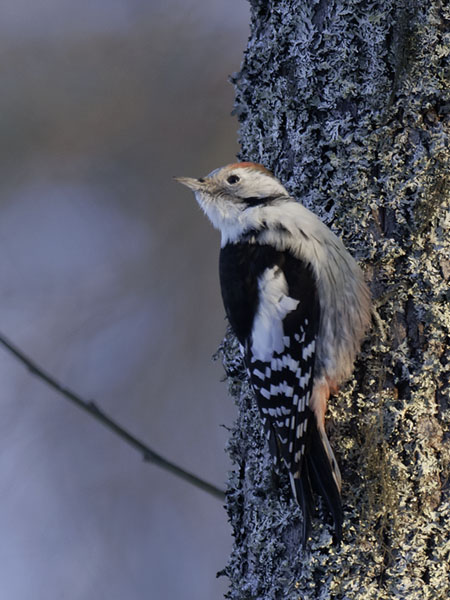 Tammitikka, Middle Spotted Woodpecker, Dendrocopos medius