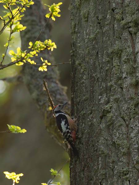 Tammitikka, Middle Spotted Woodpecker, Dendrocopos medius