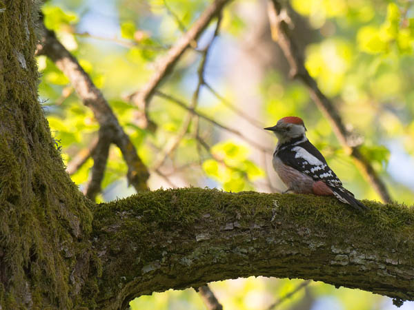 Tammitikka, Middle Spotted Woodpecker, Dendrocopos medius