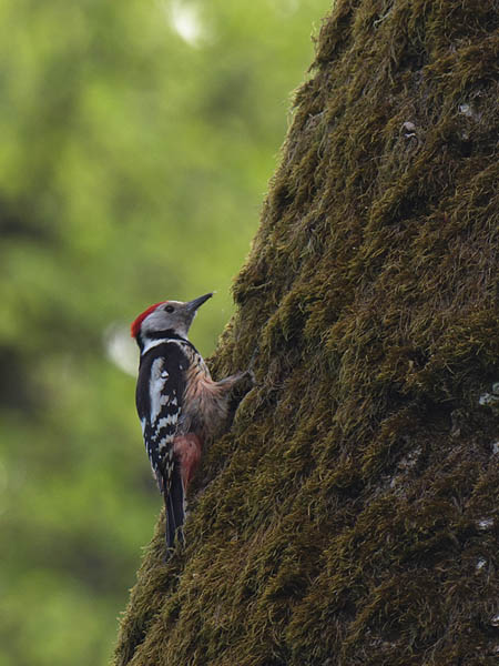 Tammitikka, Middle Spotted Woodpecker, Dendrocopos medius