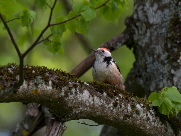 Tammitikka, Middle Spotted Woodpecker, Dendrocopos medius