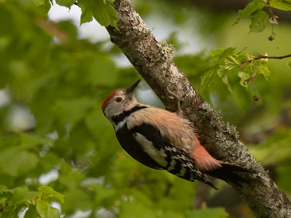 Tammitikka, Middle Spotted Woodpecker, Dendrocopos medius
