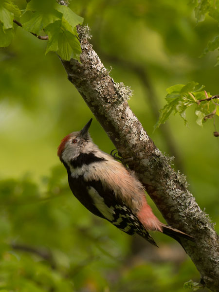 Tammitikka, Middle Spotted Woodpecker, Dendrocopos medius
