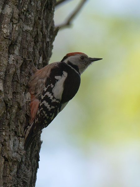 Tammitikka, Middle Spotted Woodpecker, Dendrocopos medius