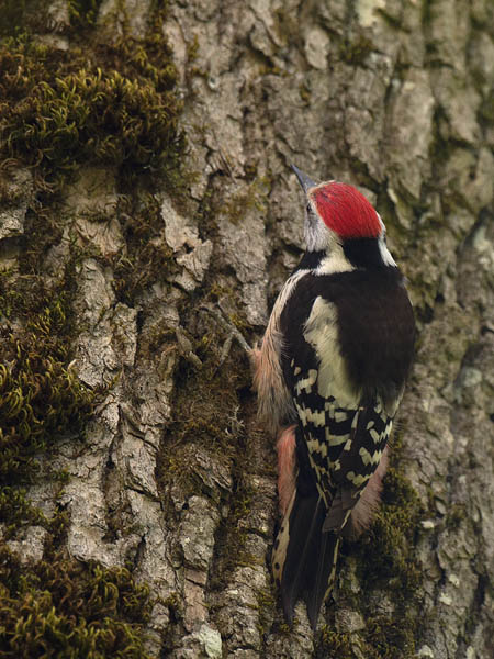 Tammitikka, Middle Spotted Woodpecker, Dendrocopos medius