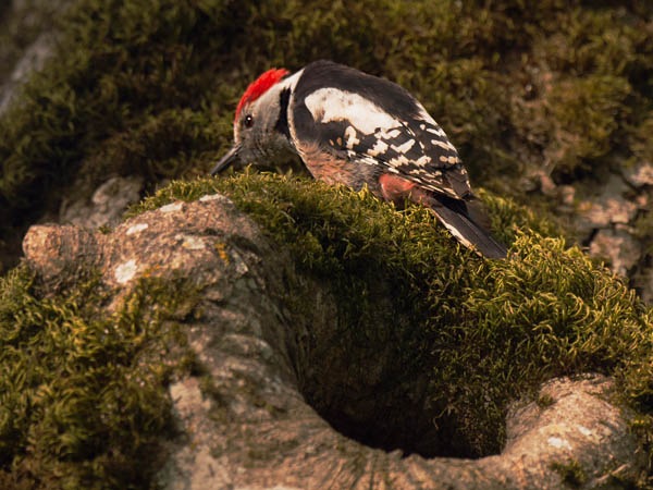 Tammitikka, Middle Spotted Woodpecker, Dendrocopos medius