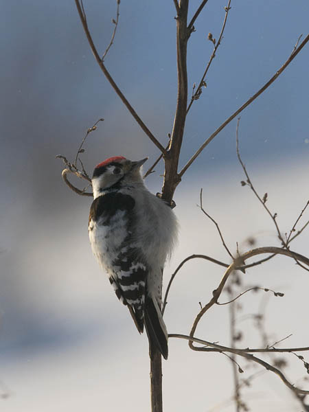 Pikkutikka, Lesser Spotted Woodpecker, Dendrocopos minor