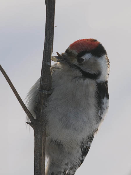 Pikkutikka, Lesser Spotted Woodpecker, Dendrocopos minor