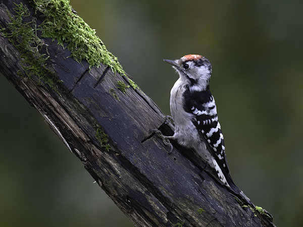 Pikkutikka, Lesser Spotted Woodpecker, Dendrocopos minor