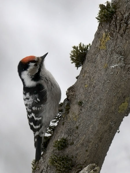 Pikkutikka, Lesser Spotted Woodpecker, Dendrocopos minor