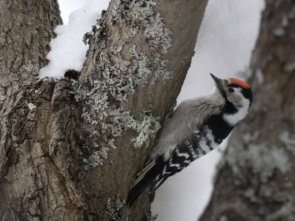 Pikkutikka, Lesser Spotted Woodpecker, Dendrocopos minor